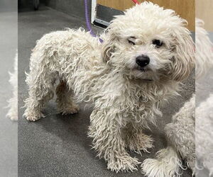 Maltipoo (Miniature) Dogs for adoption in Forestville, MD, USA