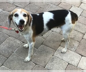 Medium Photo #1 Beagle-Unknown Mix Puppy For Sale in Tampa, FL, USA