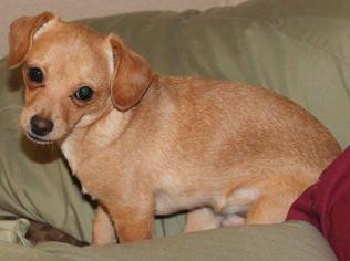Chihuahua Dogs for adoption in Fort Worth, TX, USA