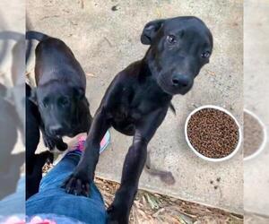 Labrador Retriever-Unknown Mix Dogs for adoption in Little Rock, AR, USA