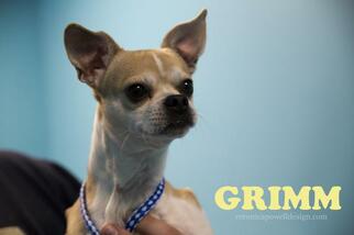 Chihuahua Dogs for adoption in Kendallville, IN, USA