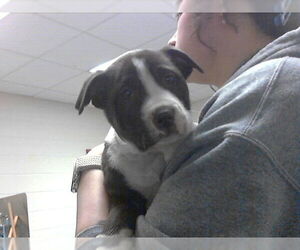 Mutt Dogs for adoption in Fayetteville, NC, USA