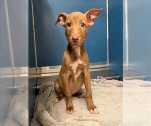 Labrador Retriever-Unknown Mix Dogs for adoption in Conroe, TX, USA