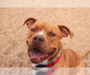 American Staffordshire Terrier-Unknown Mix Dogs for adoption in Fort Collins, CO, USA