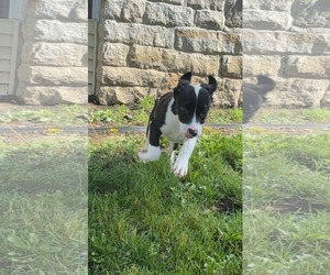 Boston Terrier-Staffordshire Bull Terrier Mix Dogs for adoption in Mechanicsburg, PA, USA