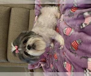 Shih Tzu Dogs for adoption in Oxford, MS, USA