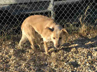 Medium Photo #1 Mutt Puppy For Sale in Forestville, MD, USA