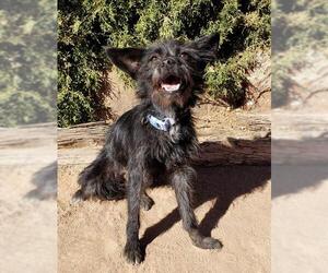 Affenhuahua Dogs for adoption in Albuquerque, NM, USA