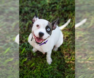Mutt Dogs for adoption in Oakland Park , FL, USA
