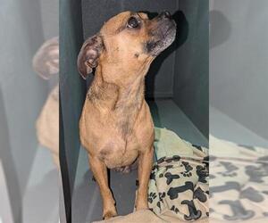 Puggle Dogs for adoption in Orange, CA, USA