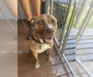 Mutt Dogs for adoption in Elmsford, NY, USA