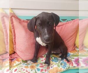 Plott Hound Dogs for adoption in Scottsboro, AL, USA