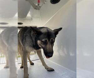 German Shepherd Dog Dogs for adoption in Houston, TX, USA