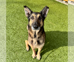 German Shepherd Dog-Unknown Mix Dogs for adoption in Hilton Head, SC, USA