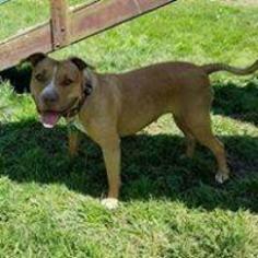 American Pit Bull Terrier-Unknown Mix Dogs for adoption in Lorain, OH, USA