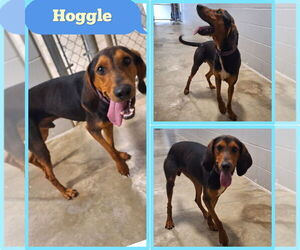 Mutt Dogs for adoption in Pierceton , IN, USA