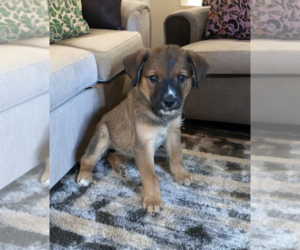 Australian Shepherd-Unknown Mix Dogs for adoption in Phoenix, AZ, USA