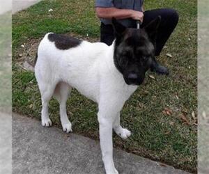 Akita Dogs for adoption in Houston, TX, USA