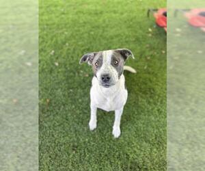 Mutt Dogs for adoption in Chula Vista, CA, USA