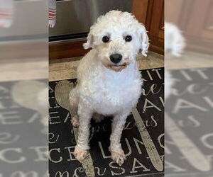 Poodle (Standard)-Unknown Mix Dogs for adoption in Fremont, CA, USA