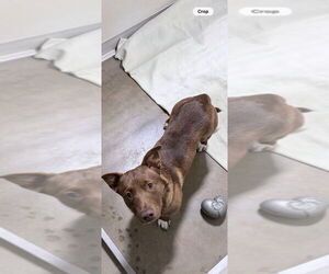 Dachshund-Unknown Mix Dogs for adoption in Pierceton , IN, USA