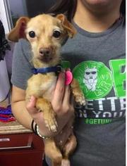 Chihuahua Dogs for adoption in Mission, KS, USA