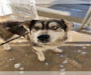 Siberian Husky-Unknown Mix Dogs for adoption in Hanford, CA, USA