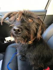 Briard Dogs for adoption in West Hollywood, CA, USA