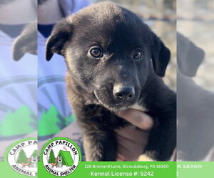 Medium Photo #1 Border Collie-Unknown Mix Puppy For Sale in Stroudsburg, PA, USA