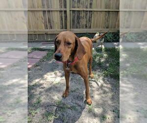 Redbone Coonhound-Unknown Mix Dogs for adoption in Brooklyn Center, MN, USA