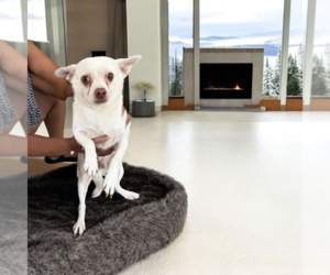 Mutt Dogs for adoption in Vail, AZ, USA