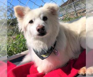 Pomimo Dogs for adoption in  Ramona, CA, USA