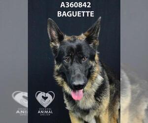 German Shepherd Dog Dogs for adoption in Stockton, CA, USA