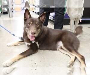 Akita-Huskies  Mix Dogs for adoption in League City, TX, USA