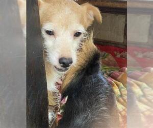 Mutt Dogs for adoption in Long Beach, CA, USA