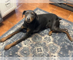 Doberman Pinscher Dogs for adoption in Omaha, NE, USA