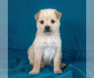 Chug Dogs for adoption in San Diego, CA, USA