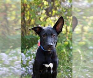 Collie-Labrador Retriever Mix Dogs for adoption in Mankato, MN, USA