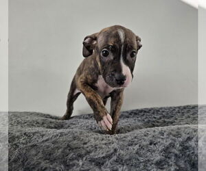 American Pit Bull Terrier Dogs for adoption in MIDWAY, UT, USA