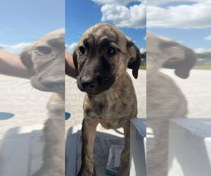 Catahoula Leopard Dog-Unknown Mix Dogs for adoption in Bolivar, MO, USA