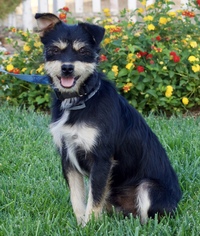 Small Miniature Schnauzer Mix