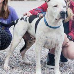 American Bulldog Dogs for adoption in Oro Valley, AZ, USA
