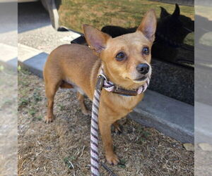Chihuahua-Unknown Mix Dogs for adoption in Long Beach, CA, USA