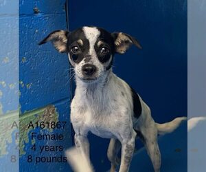 Chihuahua-Unknown Mix Dogs for adoption in Calgary, Alberta, Canada