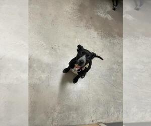 Mutt Dogs for adoption in Fort Collins, CO, USA