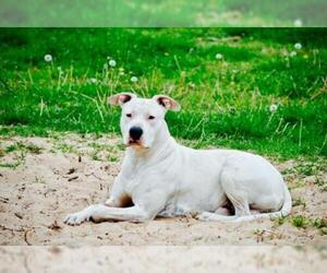 American Bulldog Dogs for adoption in Coppell, TX, USA