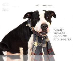 American Staffordshire Terrier Dogs for adoption in Newnan, GA, USA