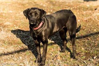Mutt Dogs for adoption in Chouteau, OK, USA