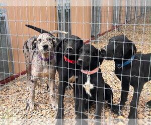 Great Dane Dogs for adoption in Bullard, TX, USA