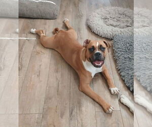 Boxer Dogs for adoption in Burnsville, MN, USA